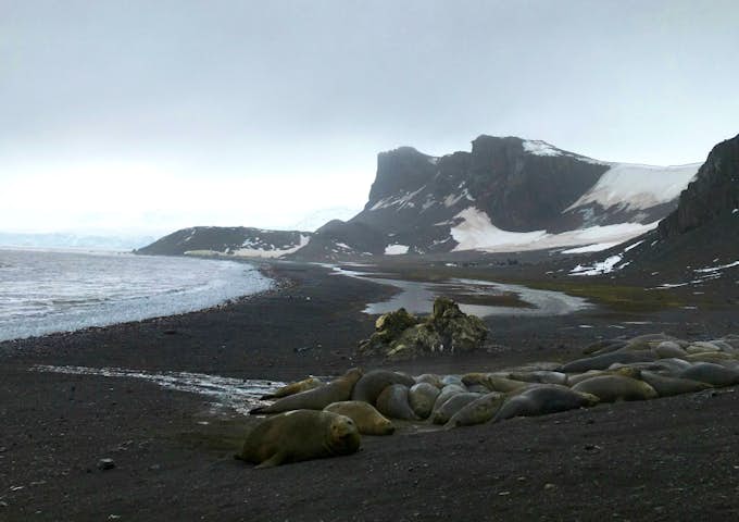 Elephant Seals at Hannah Point, South Shetlands, Antarctica