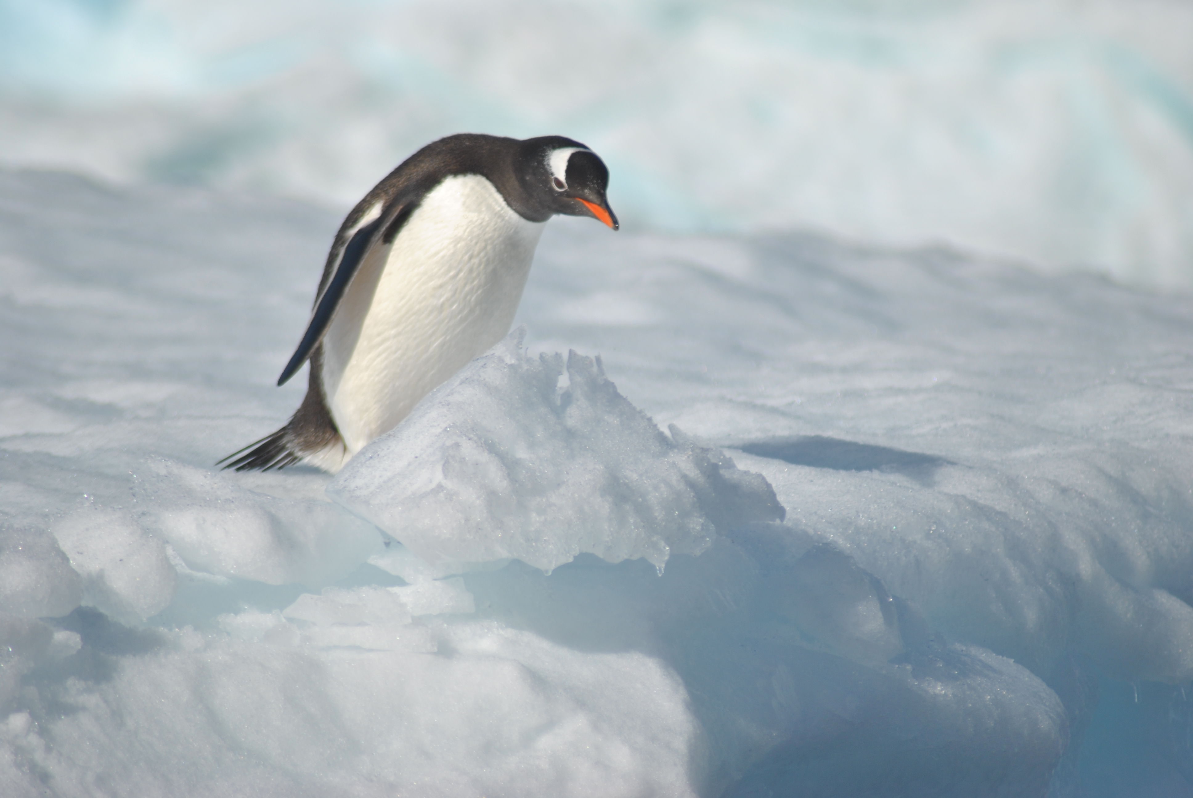 Gentoo penguin, Antarctica