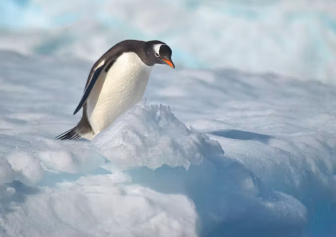 Gentoo penguin, Antarctica