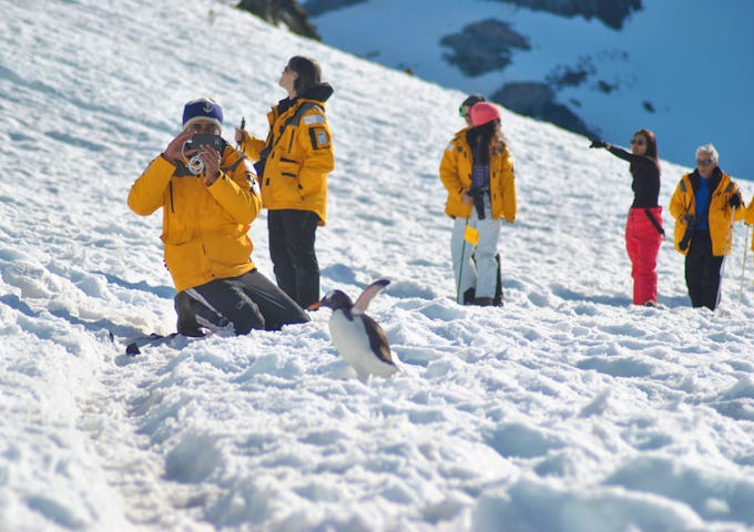 Capturing close-ups of penguins