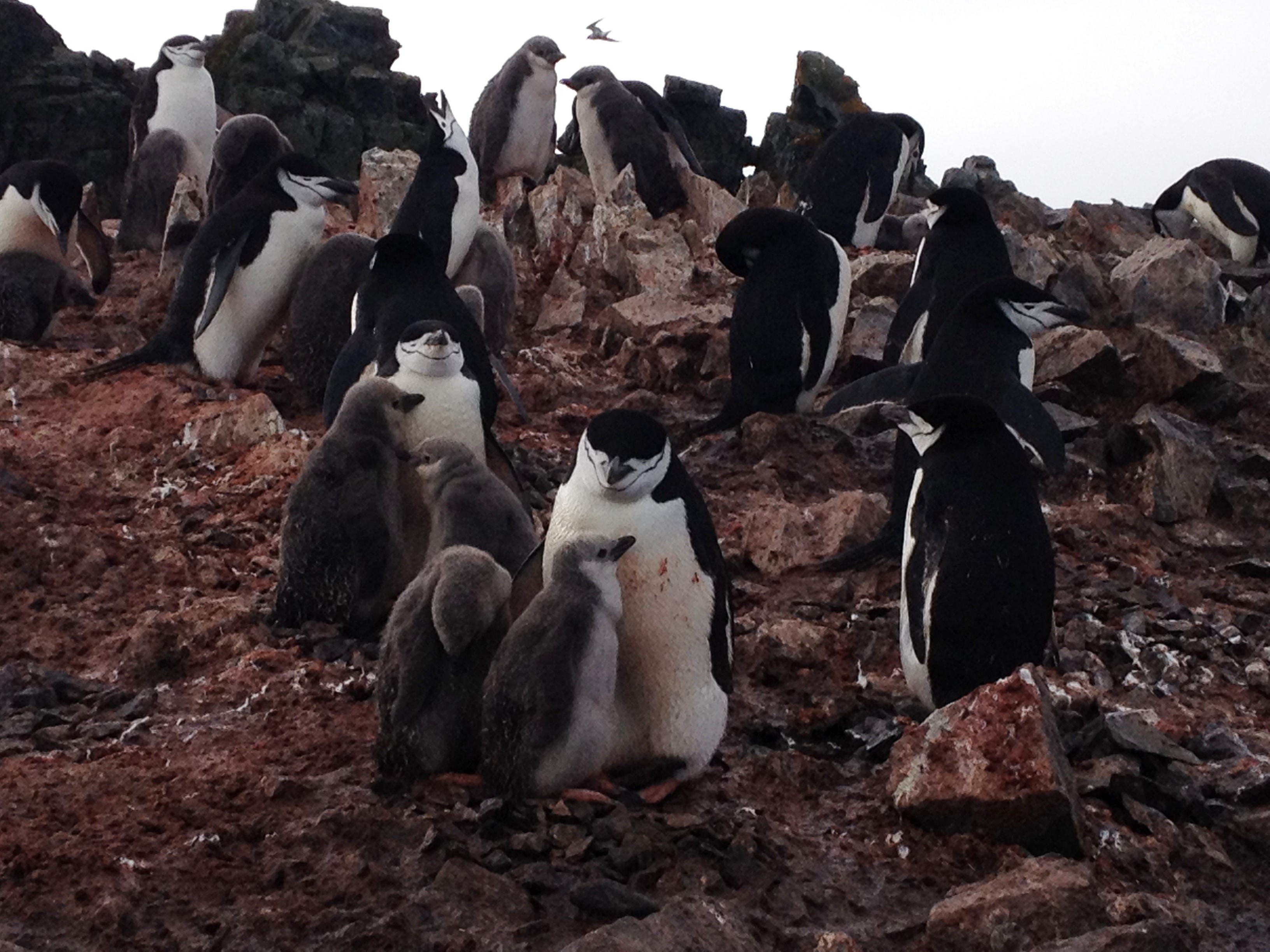 Chinstrap penguins with chicks, Antarctica