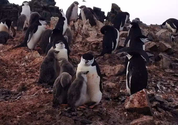 Chinstrap penguins with chicks, Antarctica