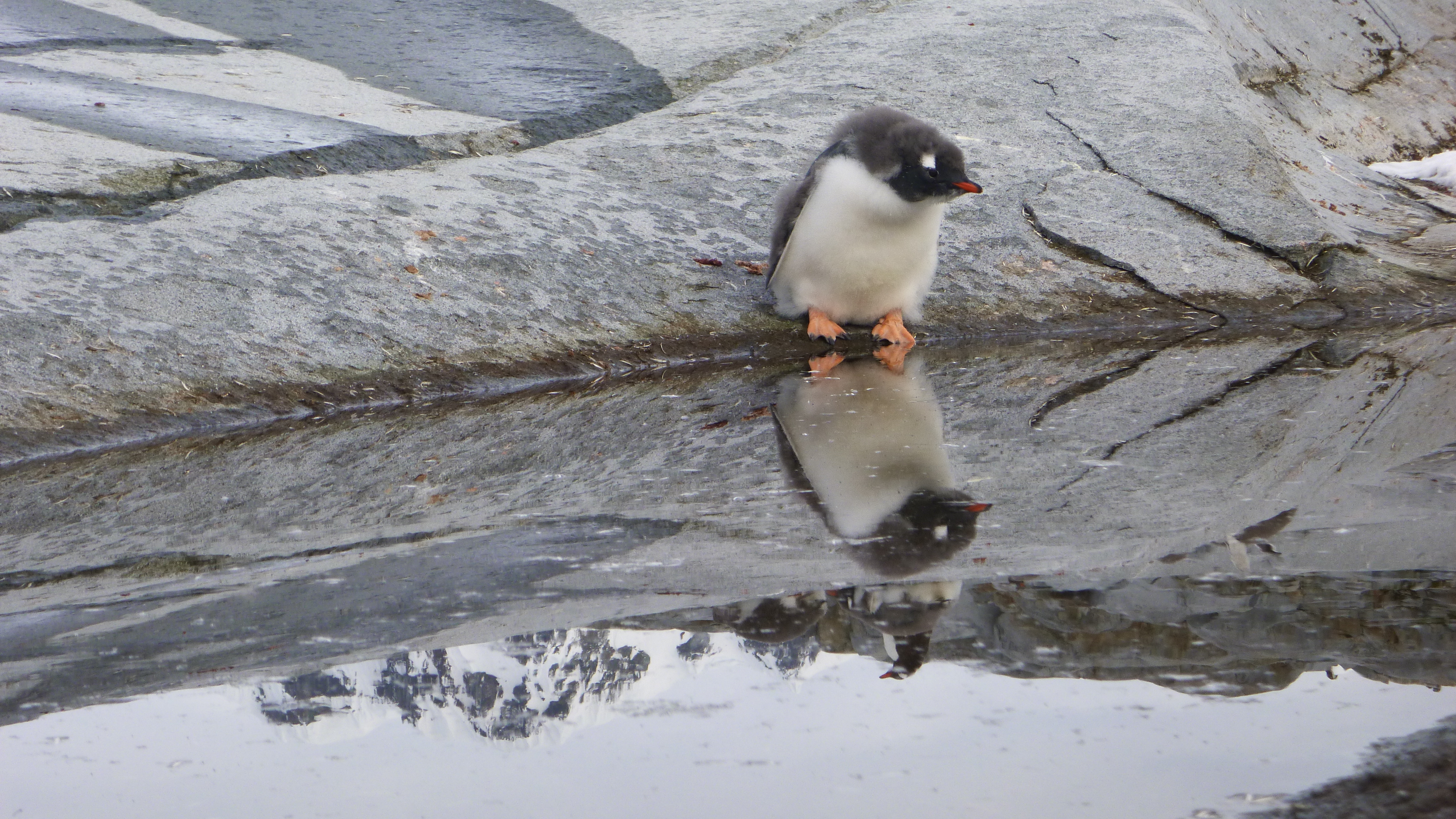 Gentoo penguin preparing to swim, Antarctica