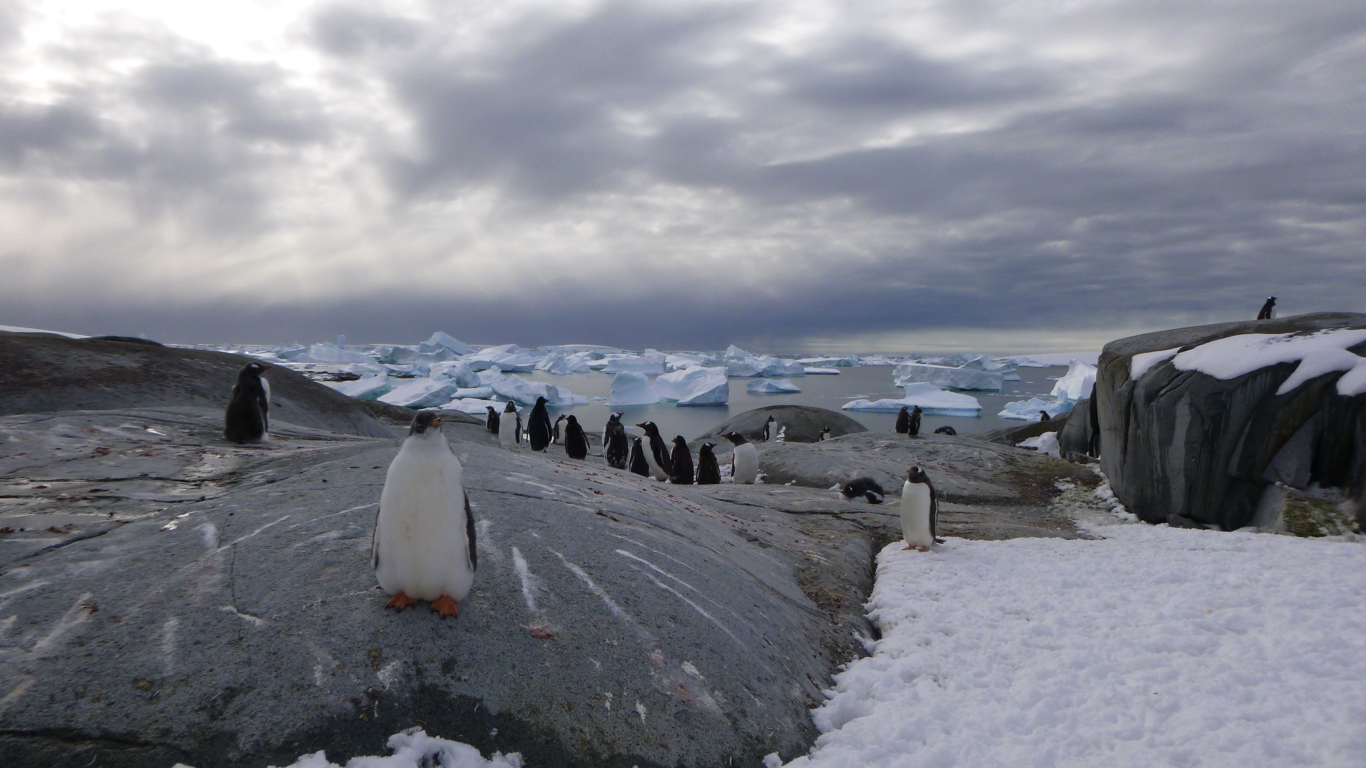 Gentoo penguins on Pleneau Island in Antarctica