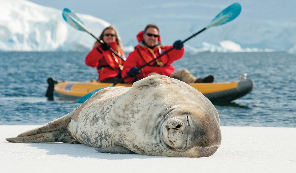 Kayaking alongside crabeater seals
