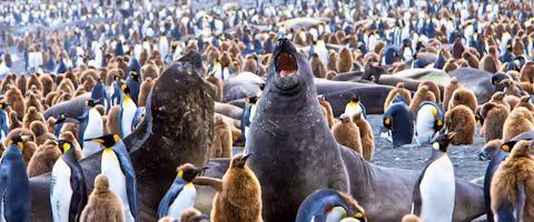 South Georgia, Falklands and Antarctica In Depth