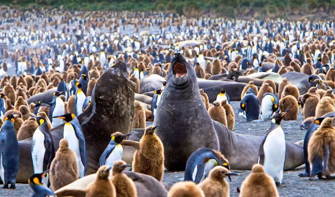South Georgia, Falklands and Antarctica In Depth