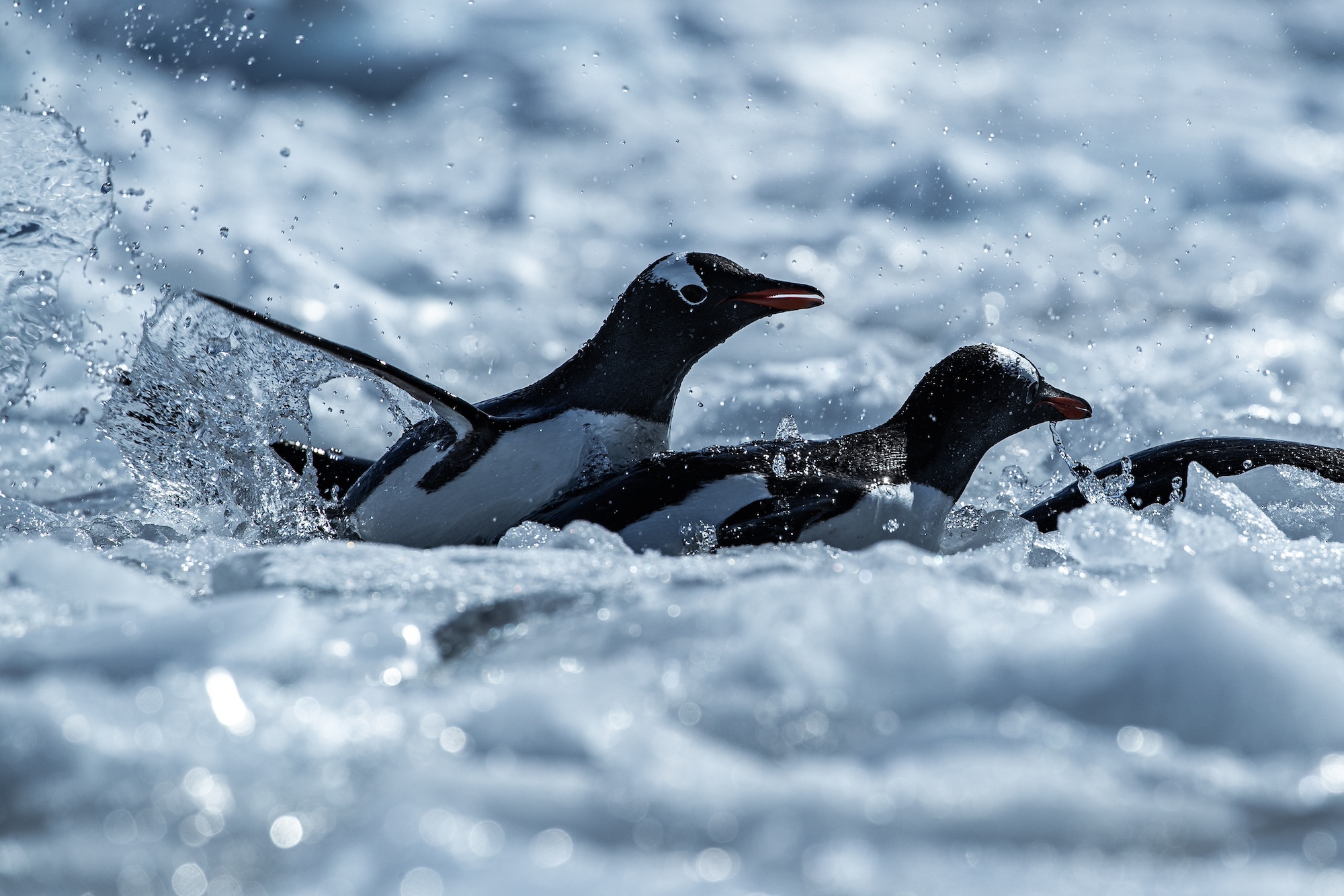 Gentoo penguins porpoising through the brash ice in Antarctica