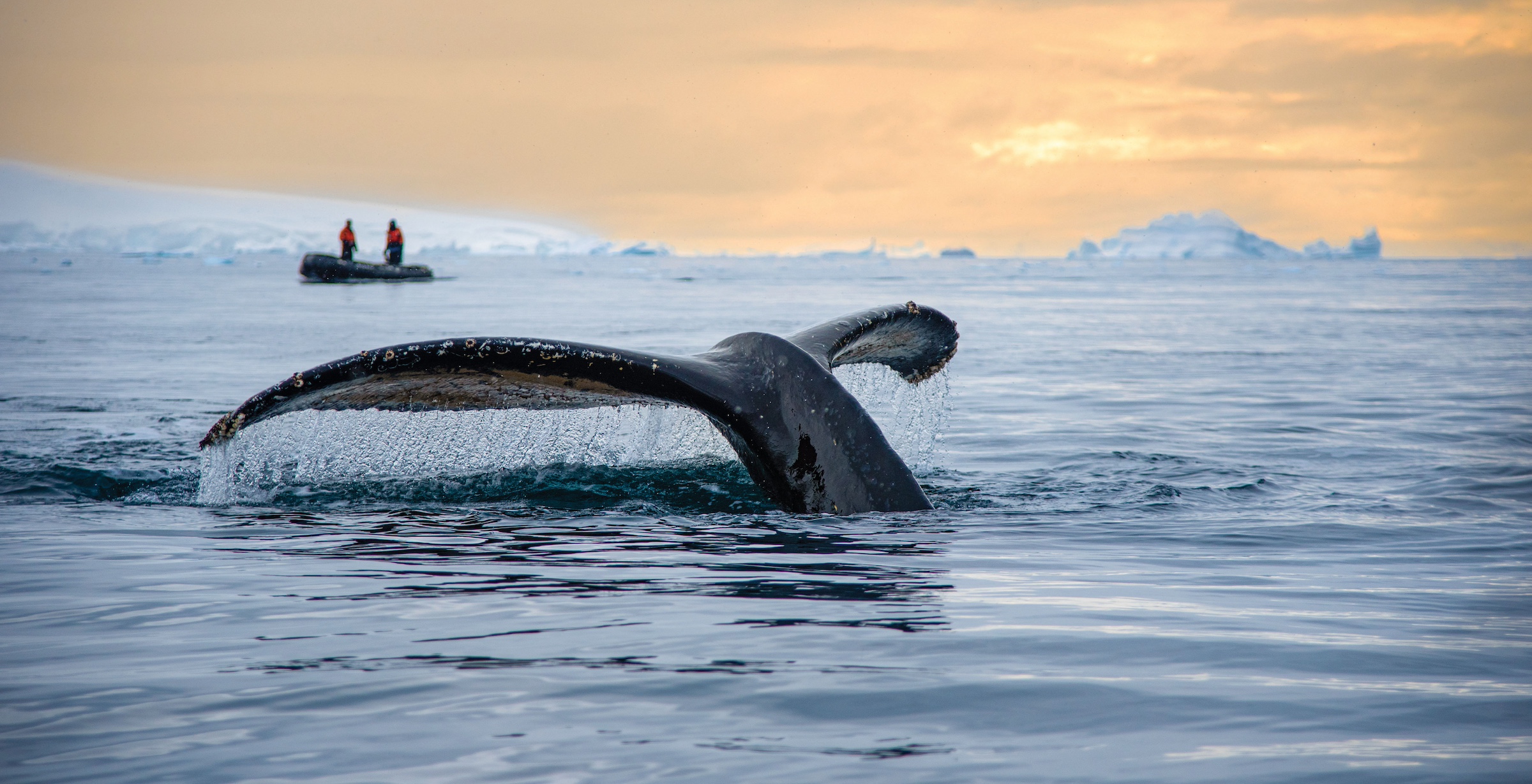 The flukes of a humpback whale disappear into the sea during sunset in Antarctica