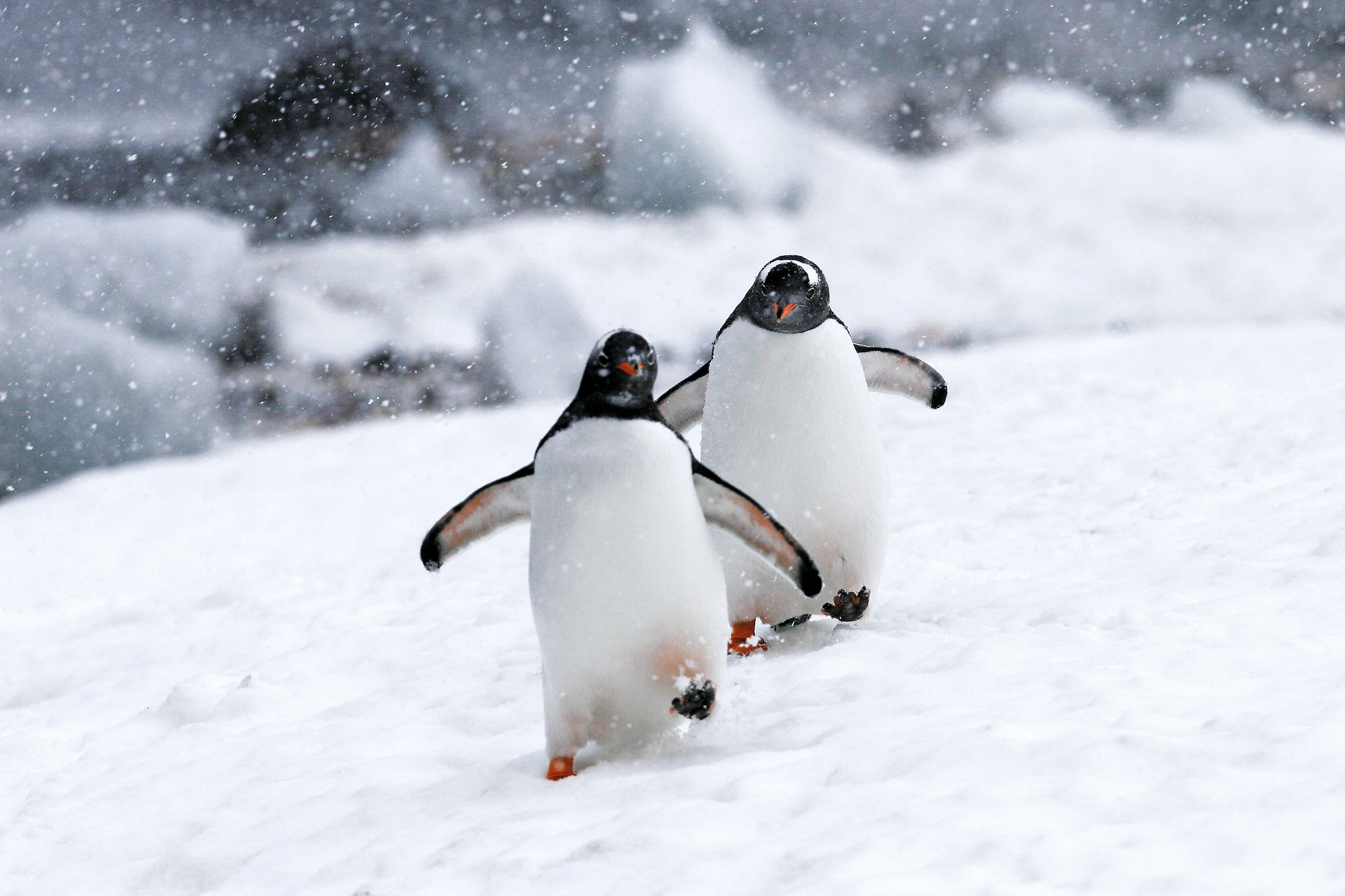 Young gentoo penguins walk through a snowstorm