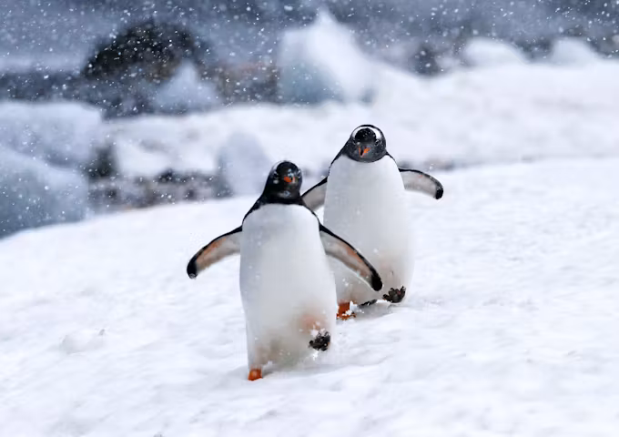 Young gentoo penguins walk through a snowstorm