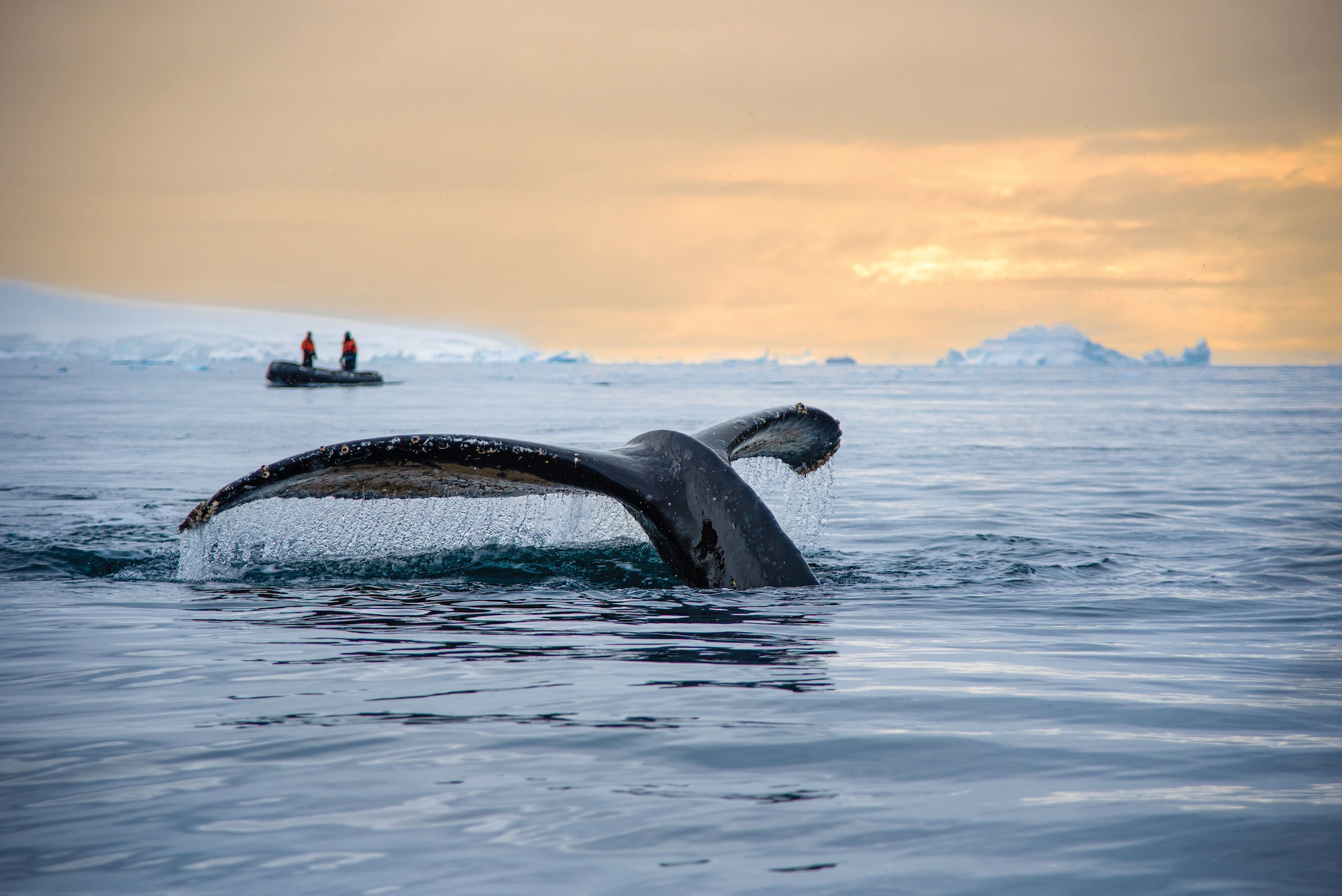 Humpback whale fluke Antarctica 