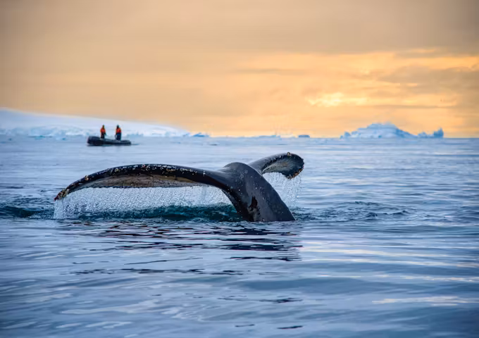Humpback whale fluke Antarctica