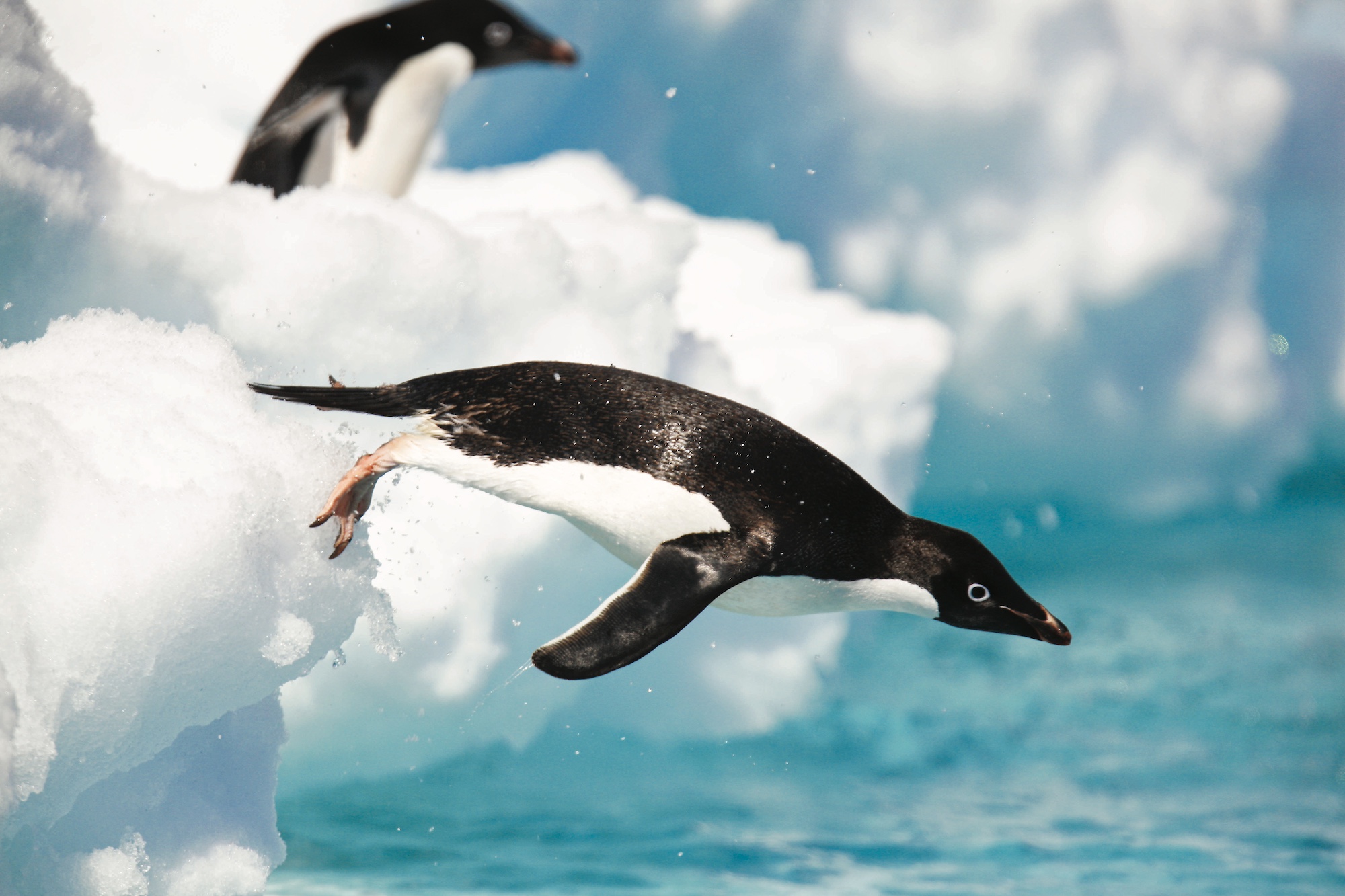 An Adelie penguin leaps into the water in Antarctica