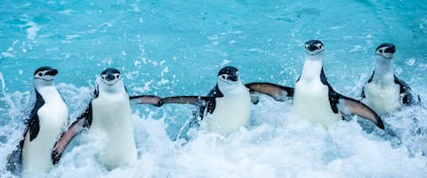 Antarctica & Patagonia In Depth