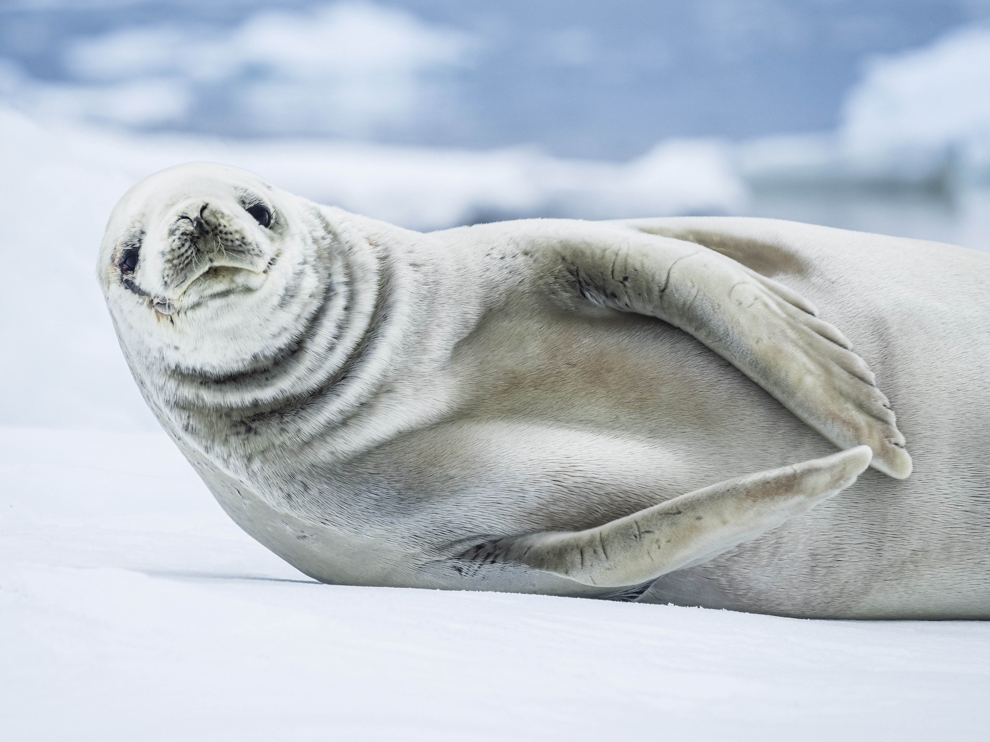 A crabeater seal looks at the camera while lying down on the ice in Antarctica 