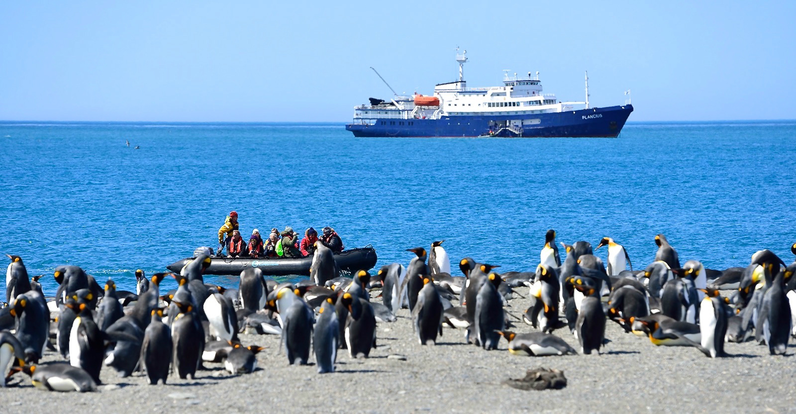 Plancius Ship in background with colony of penguins, Antarctica