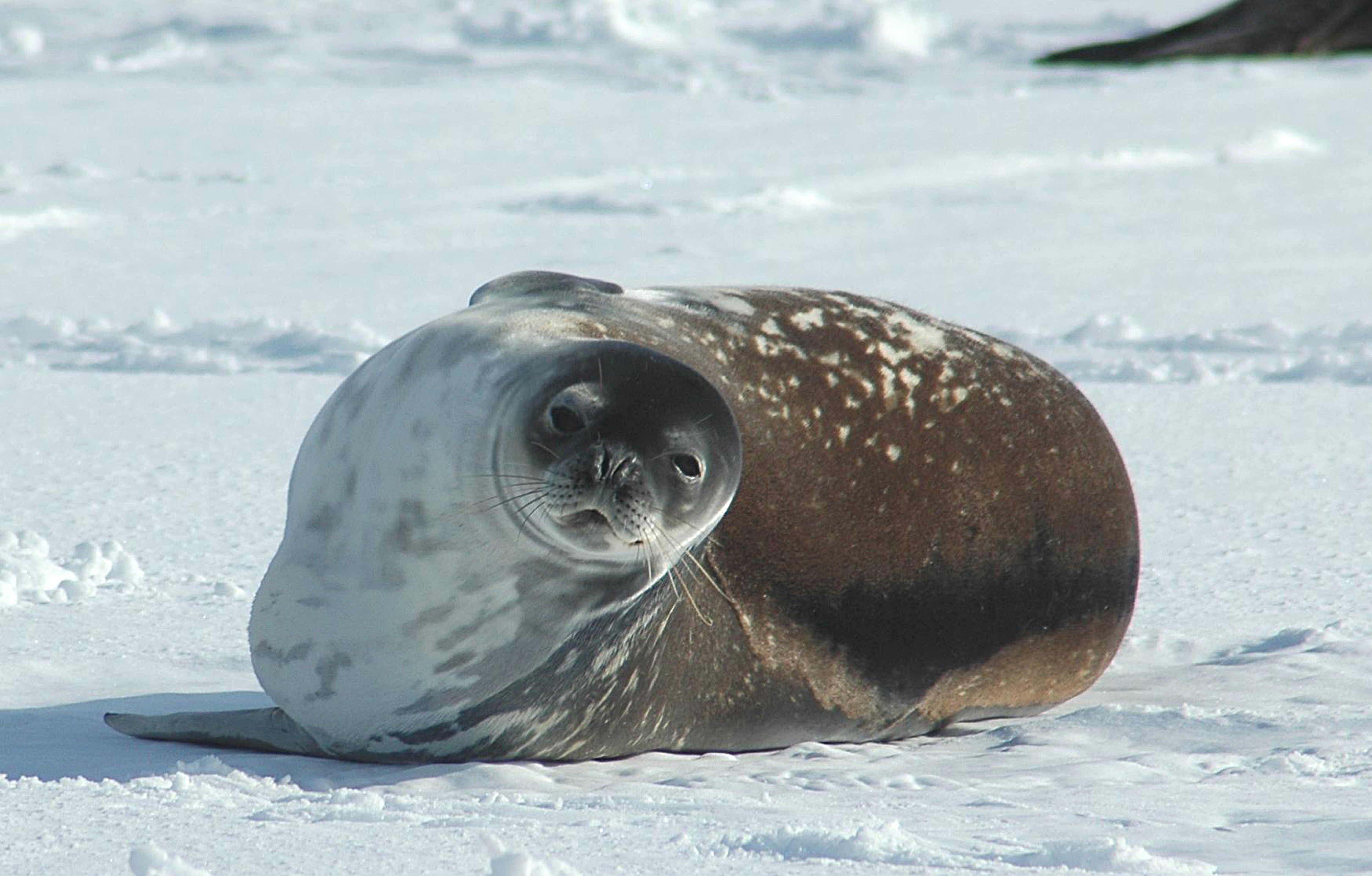 Weddell seal in Antarctica, Weddell Sea, Antarctica