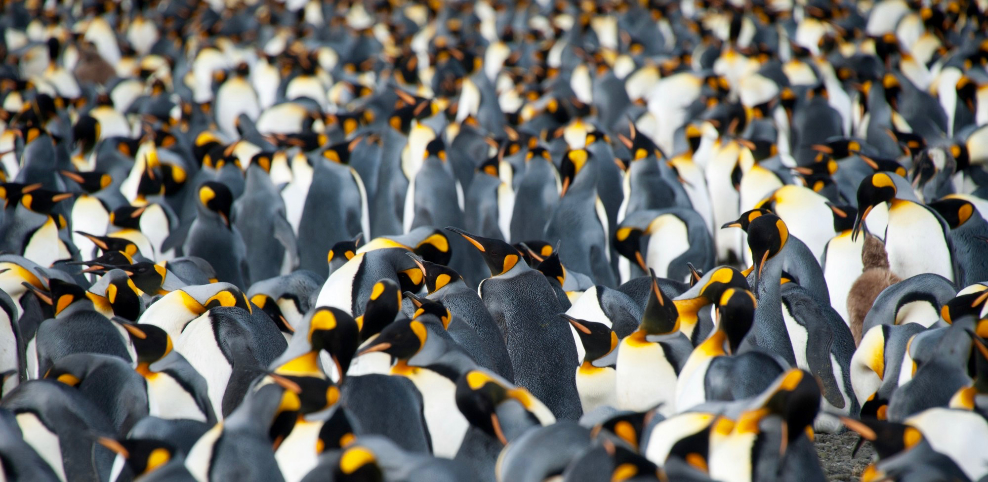 King penguin colony, South Georgia