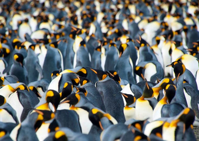 King penguin colony, South Georgia