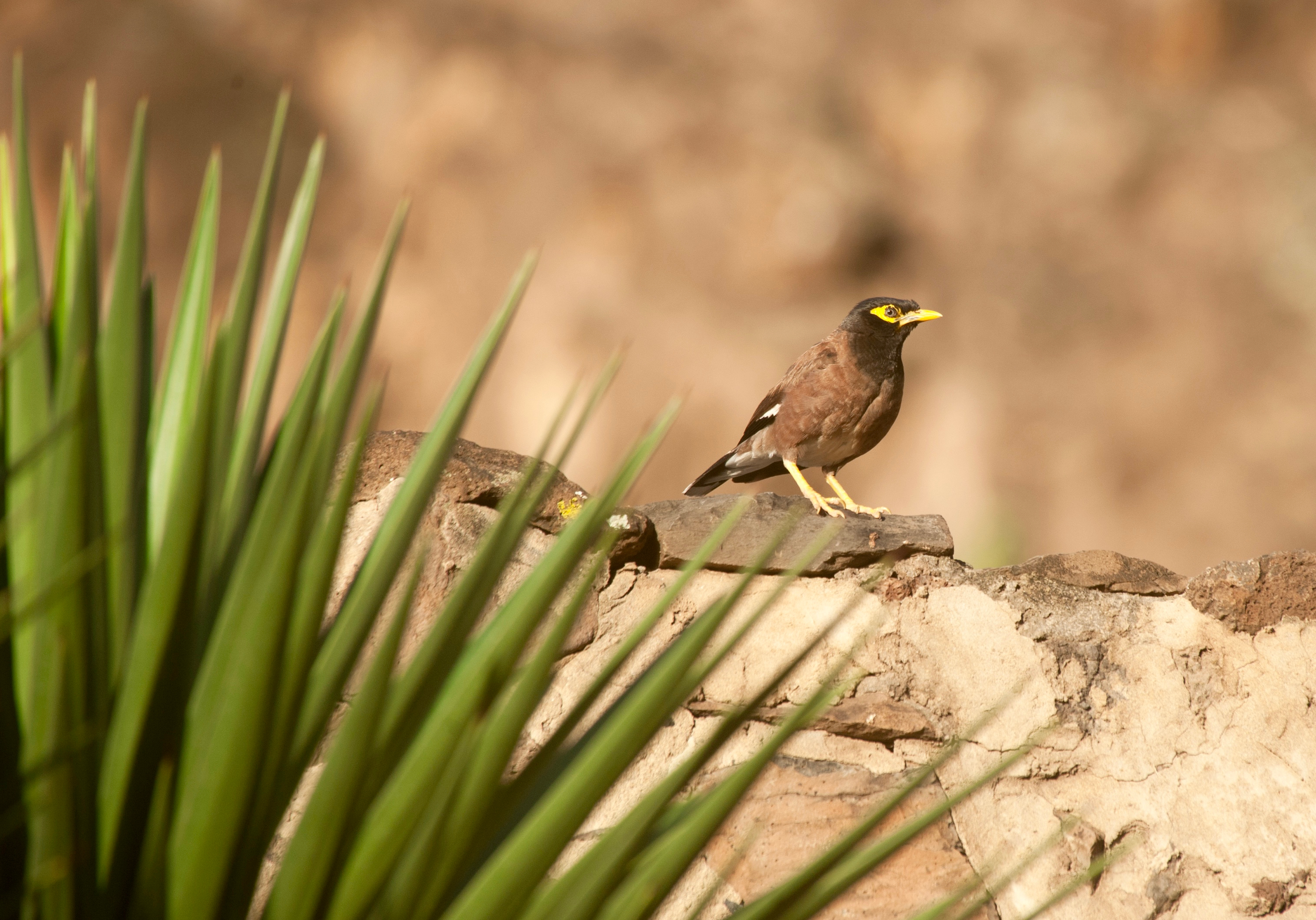 Southern Atlantic Odyssey