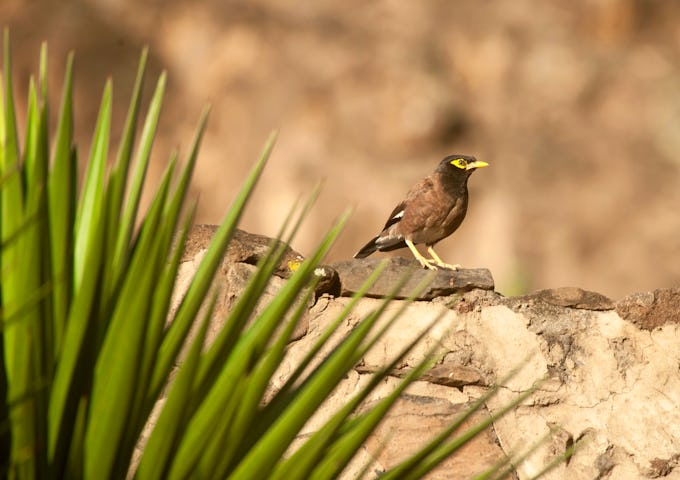 Southern Atlantic Odyssey