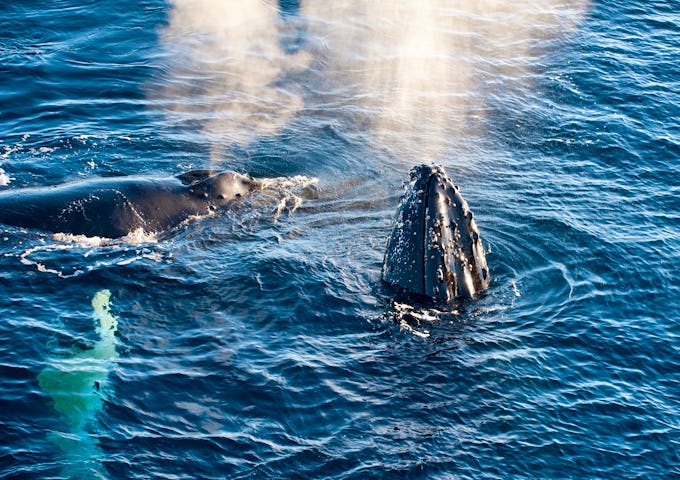 Southern Atlantic Odyssey