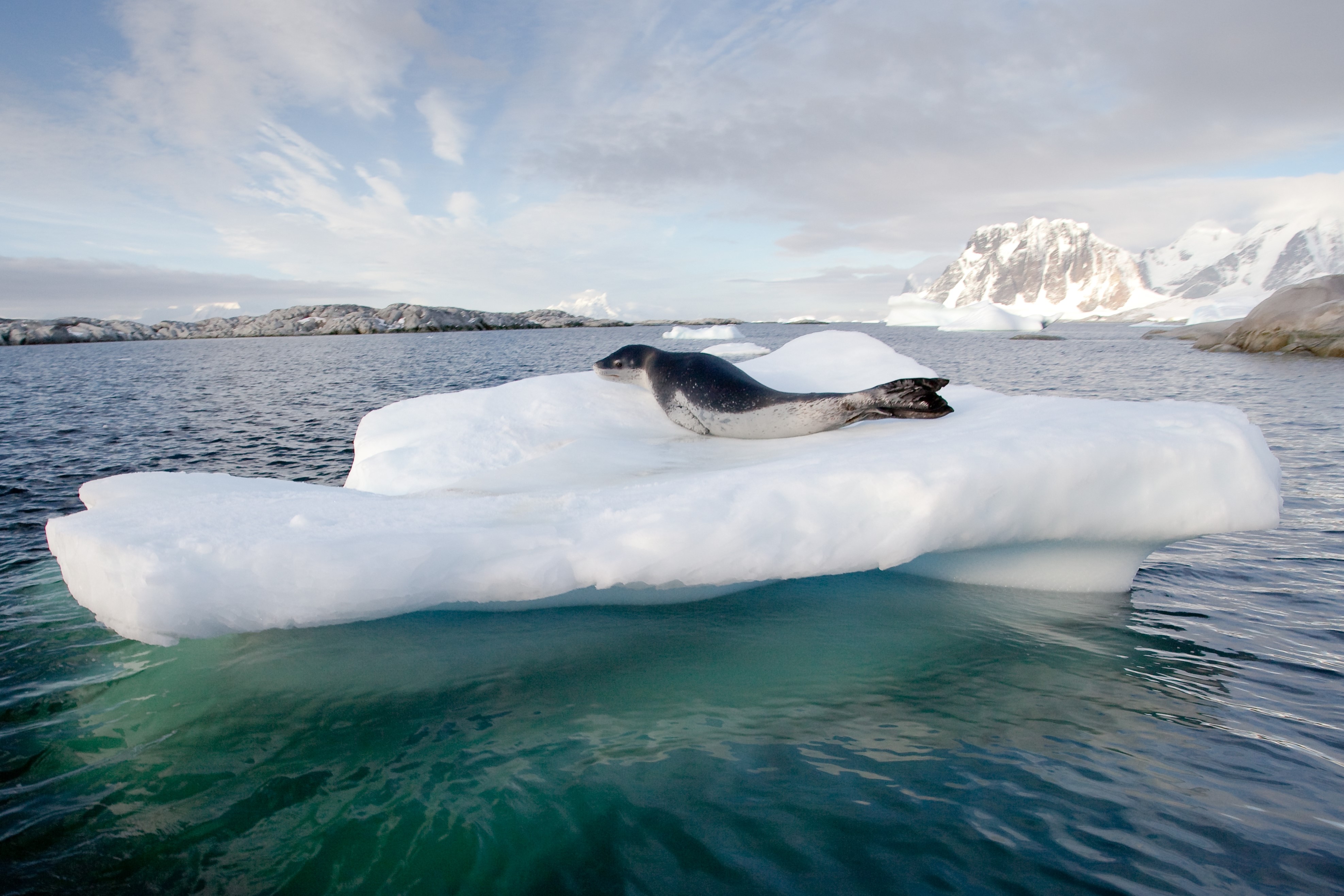 Spring Quest to Antarctica, Falklands and South Georgia