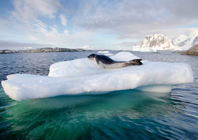 Spring Quest to Antarctica, Falklands and South Georgia