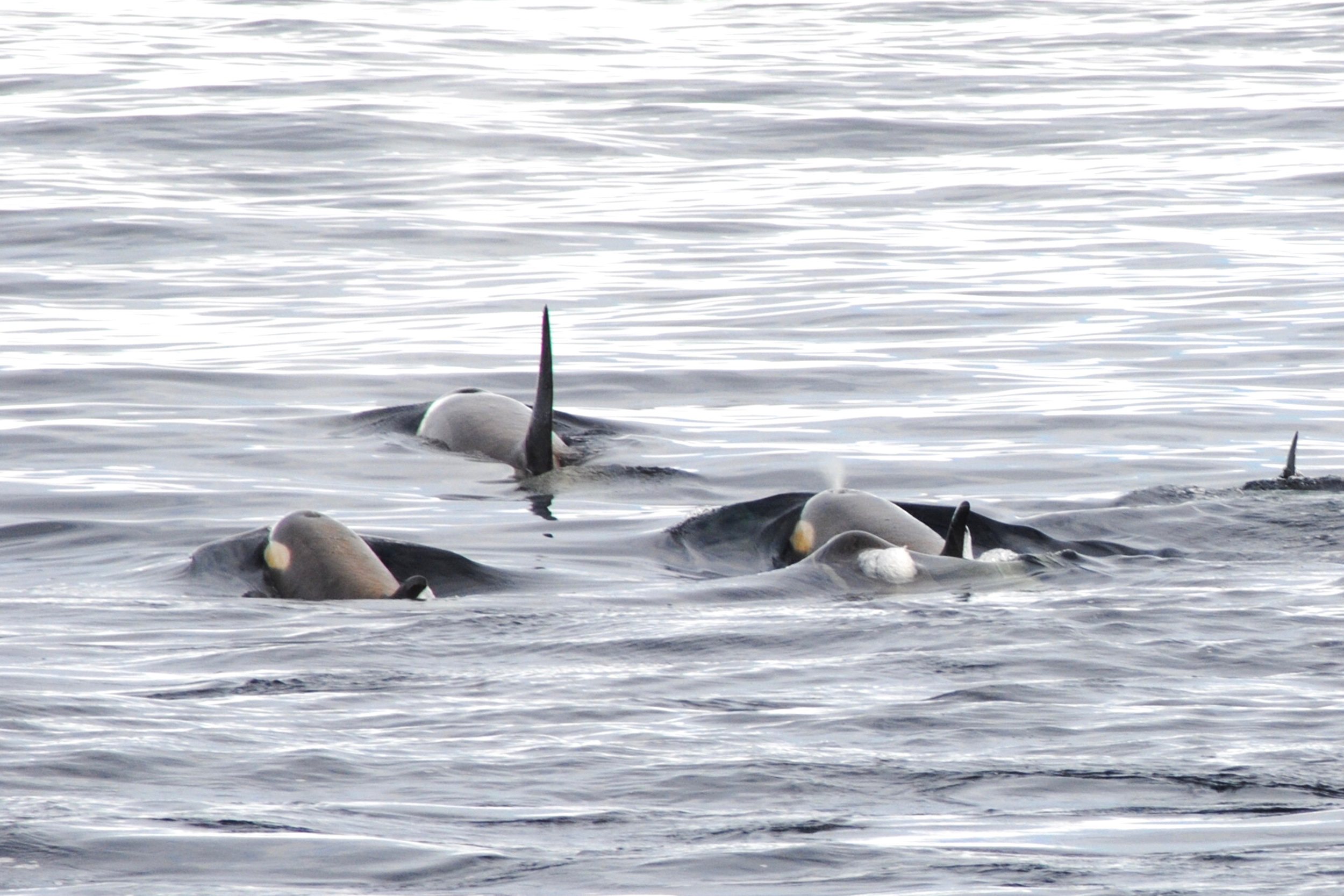 South of the Antarctic Circle