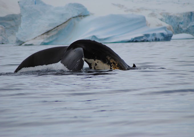 Neko Harbour, Antarctica