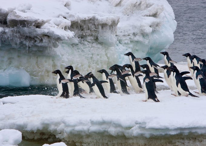 Southern Atlantic Odyssey