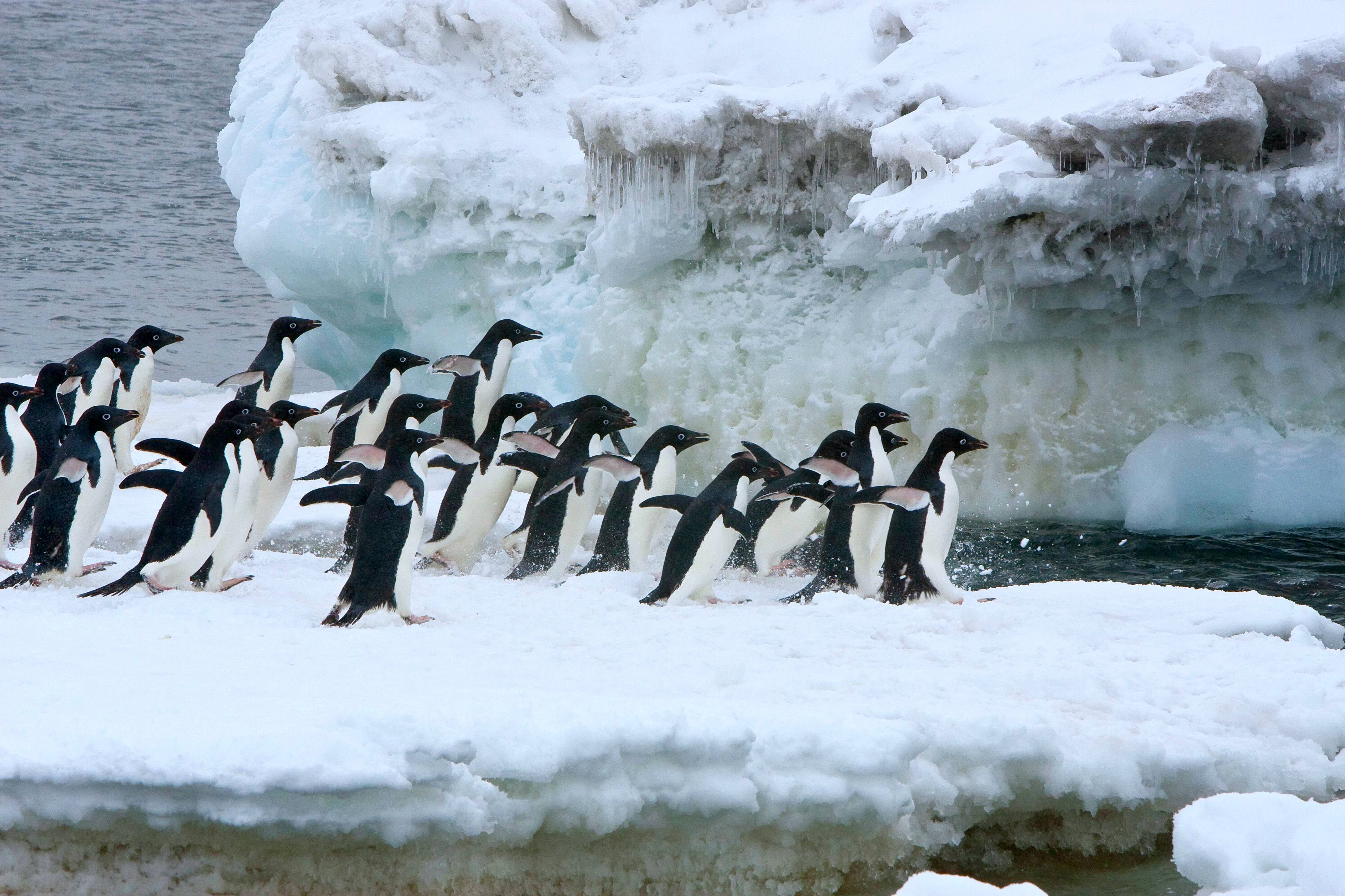 Quest for the Emperor Penguins of Snow Hill Island