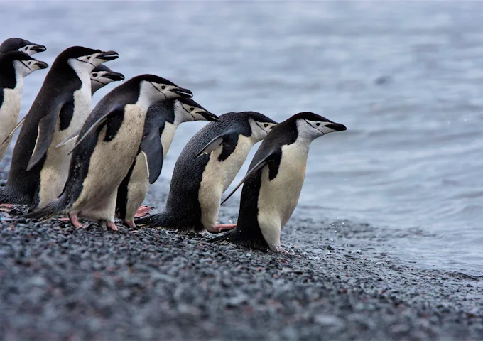 Chinstrap penguins, Antarctica