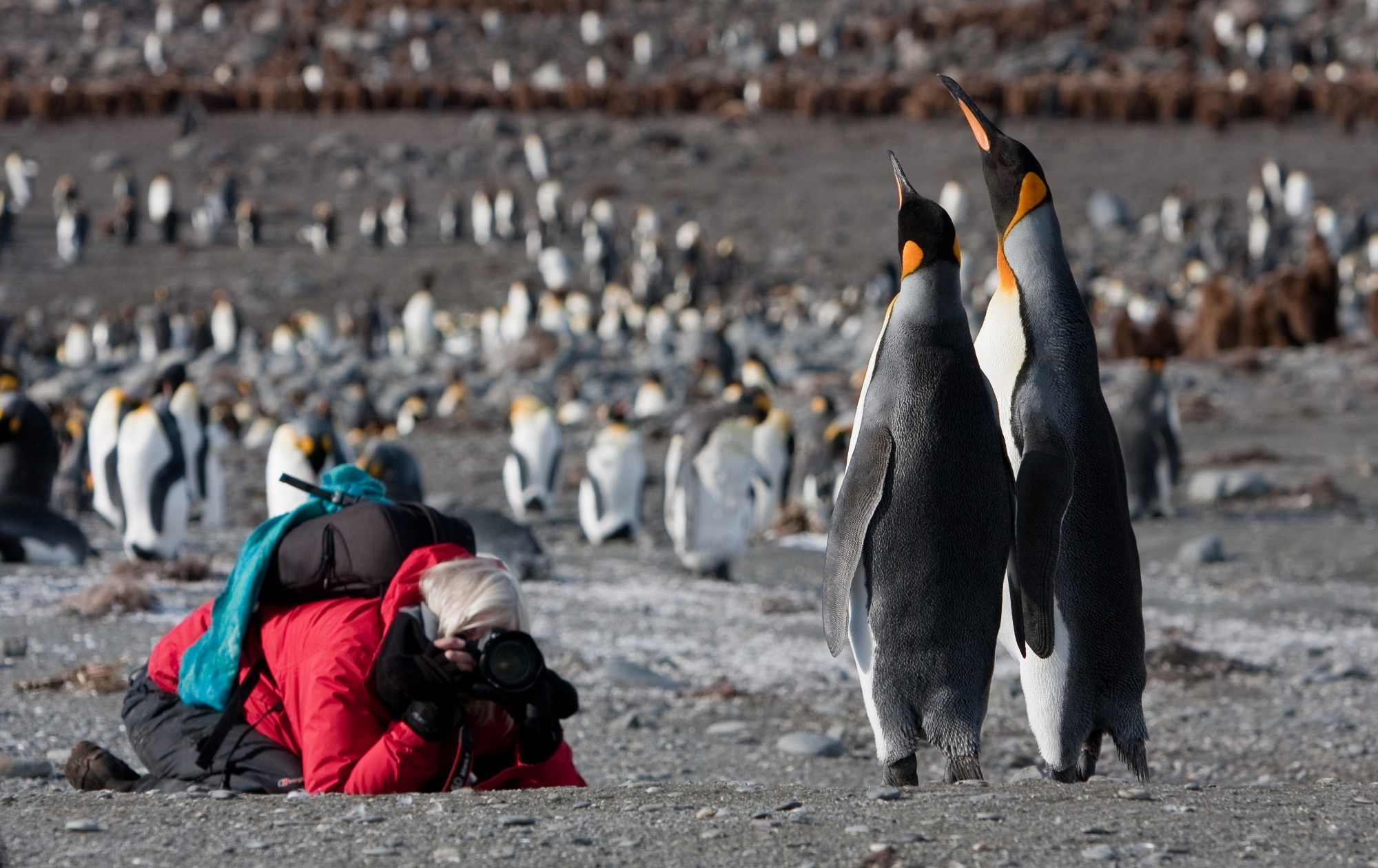 Photography Tours South Georgia