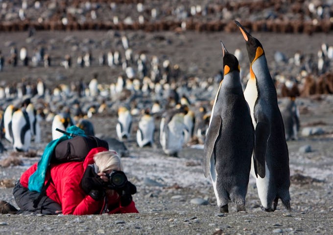 Photography Tours South Georgia
