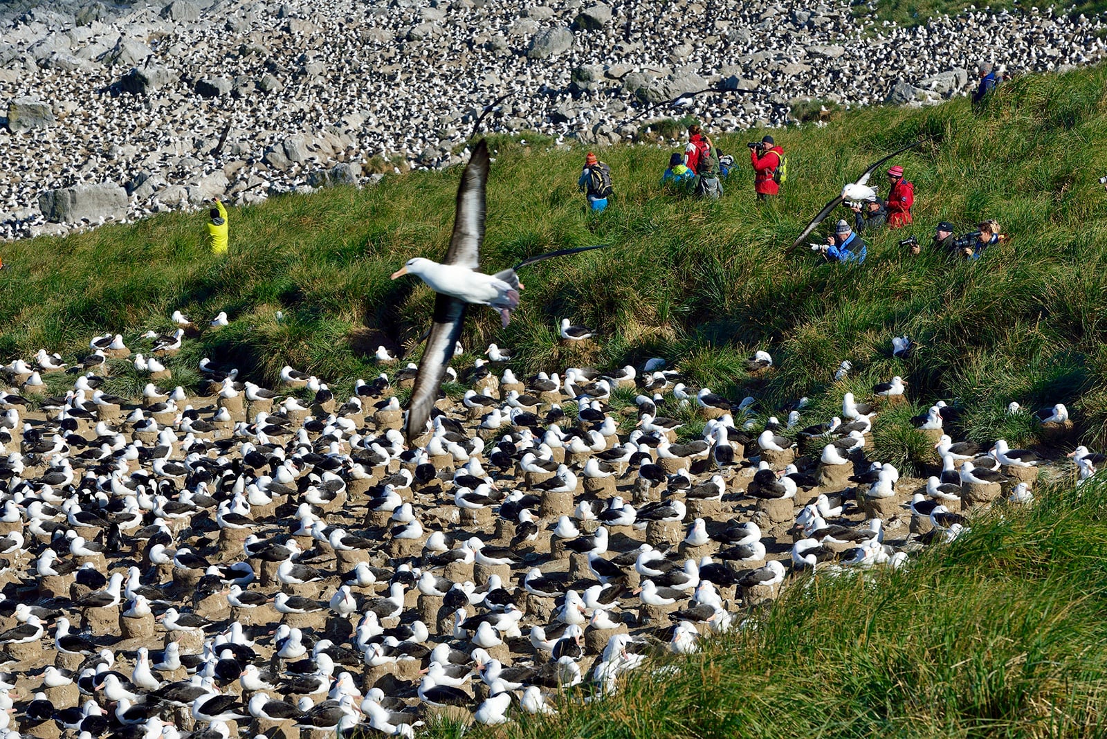 Tourists observe a colony of  black-browed albatrosses in the Falkland Islands