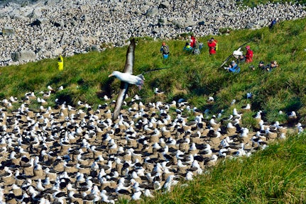 Tourists observe a colony of  black-browed albatrosses in the Falkland Islands