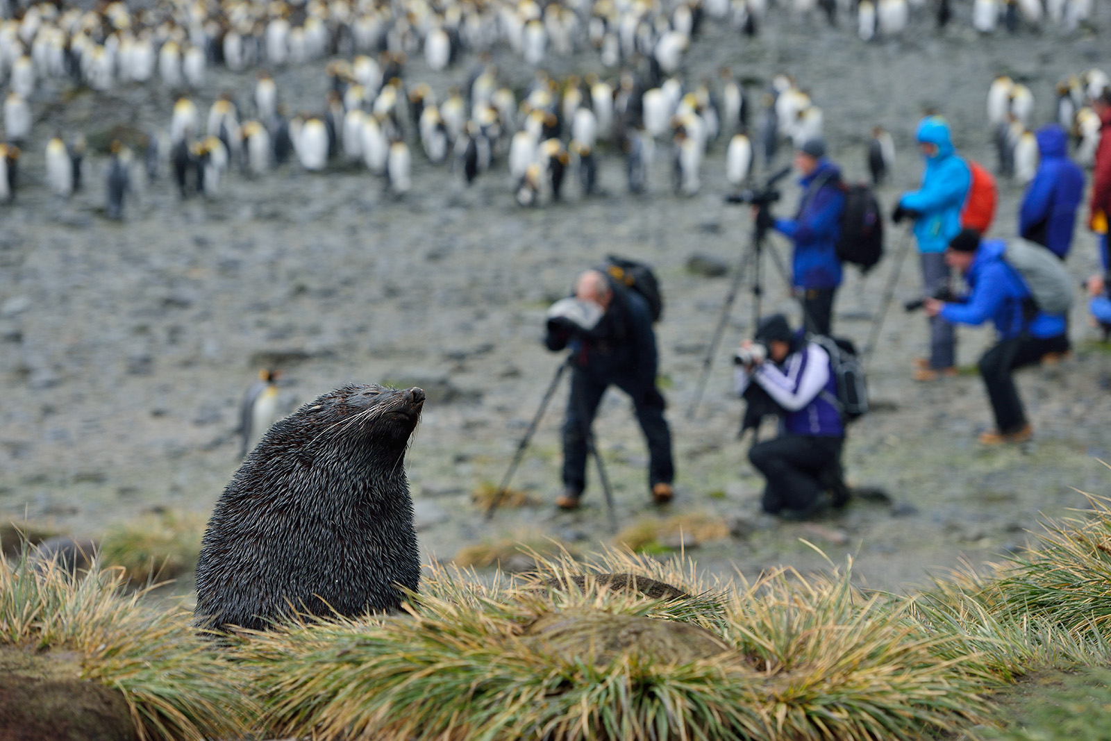 Fur seal, South Georgia