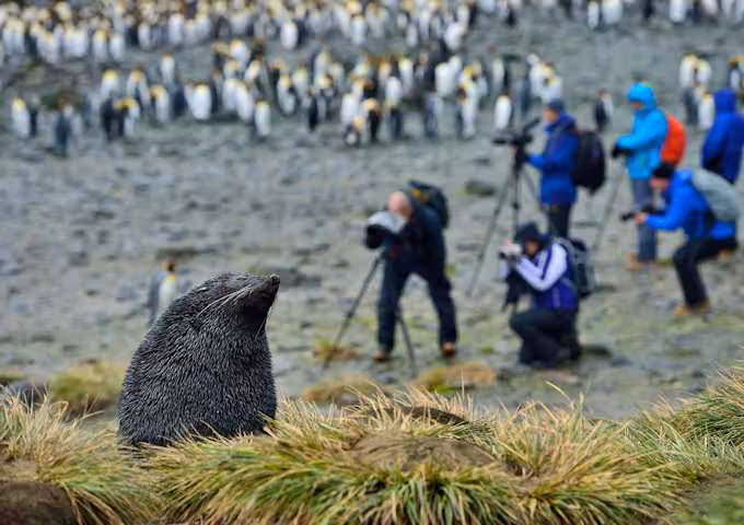 Fur seal, South Georgia