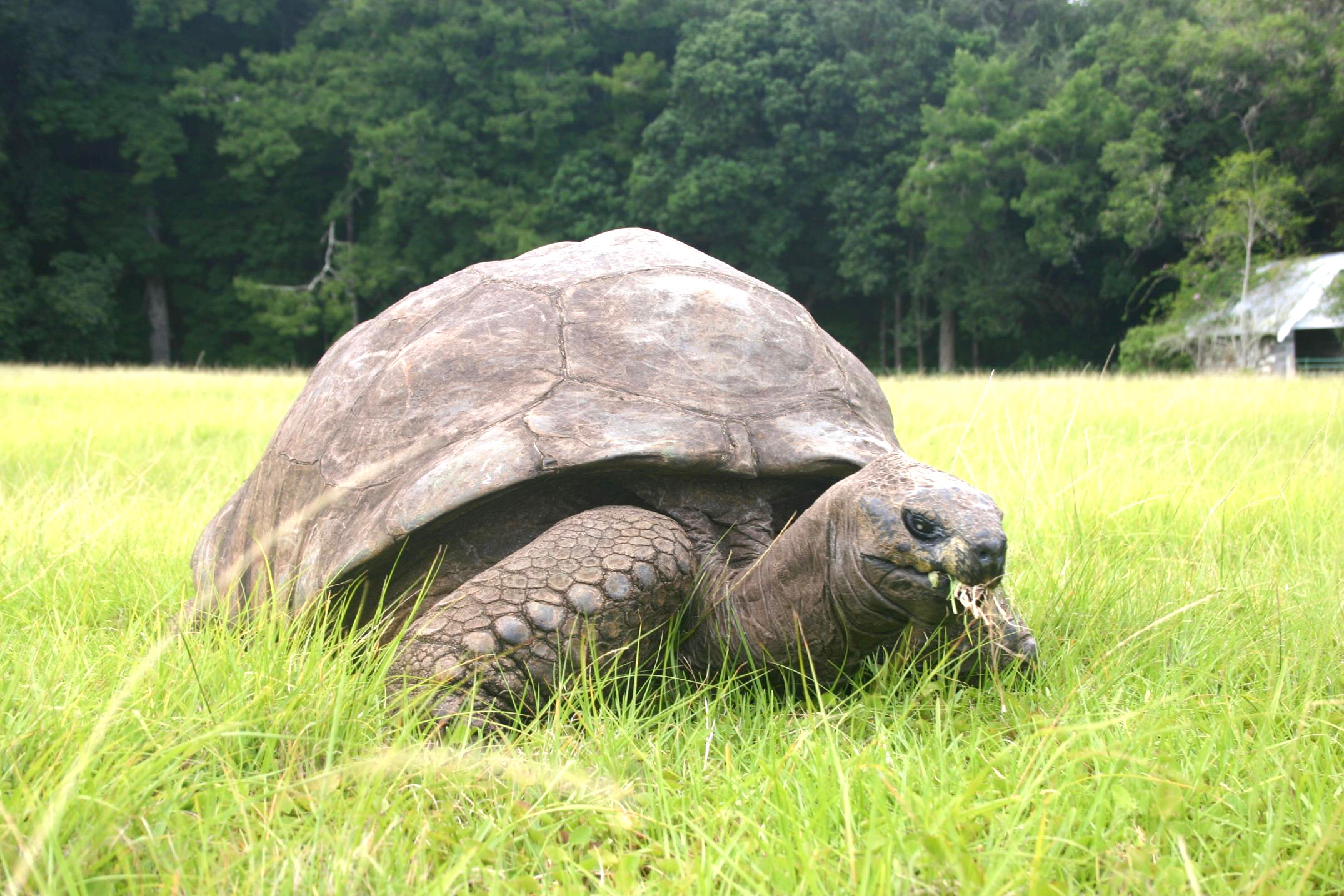 Southern Atlantic Odyssey