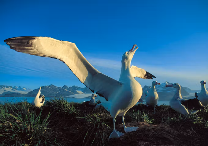Falklands, South Georgia & Antarctic Adventure