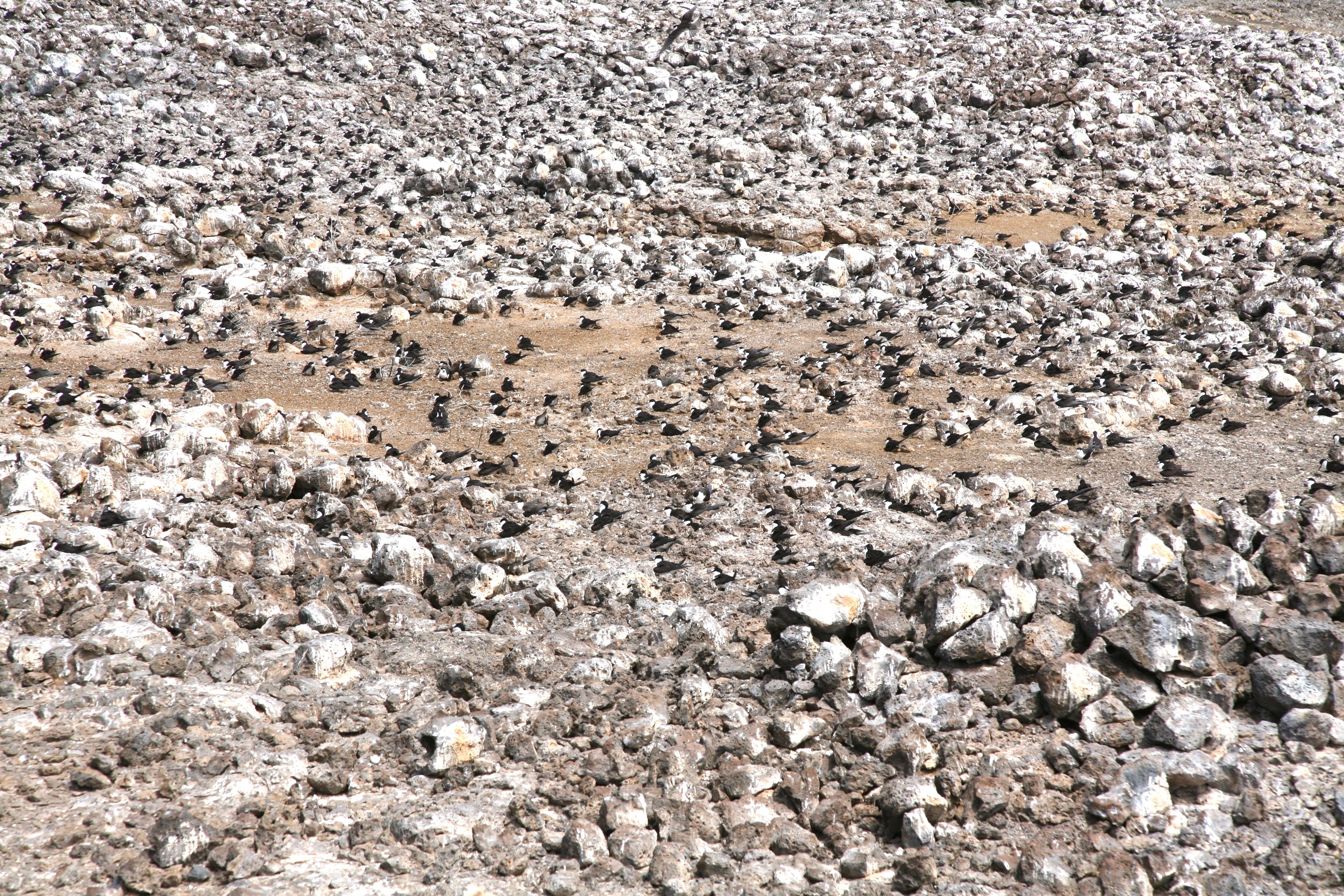 Southern Atlantic Odyssey