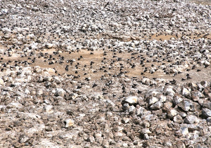 Southern Atlantic Odyssey