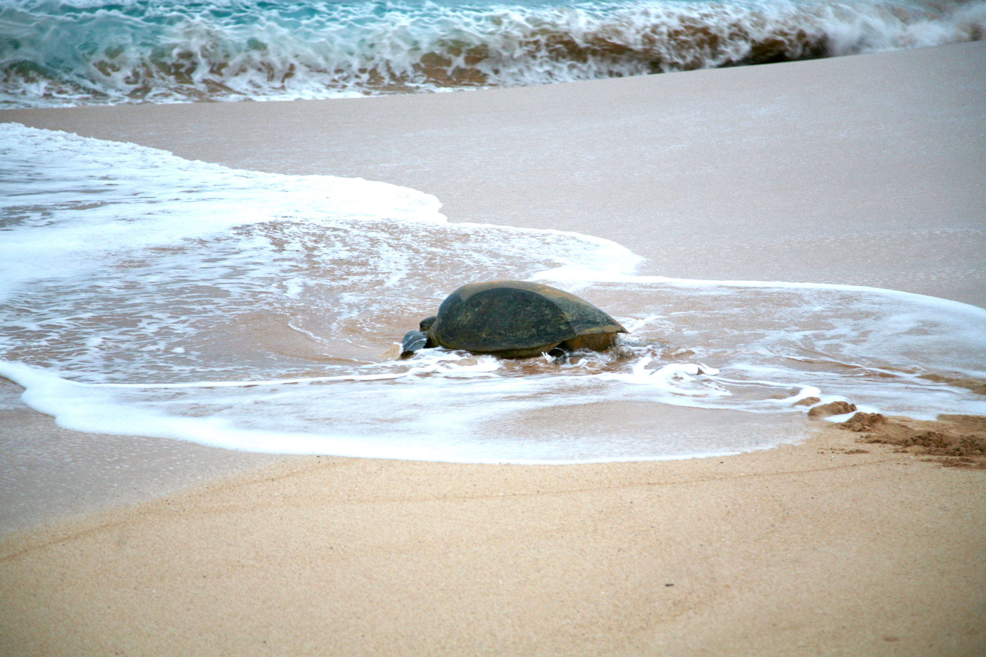 Southern Atlantic Odyssey