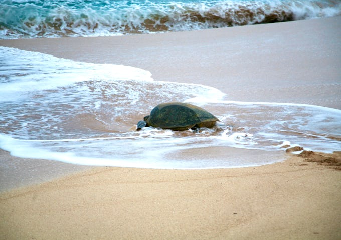 Southern Atlantic Odyssey