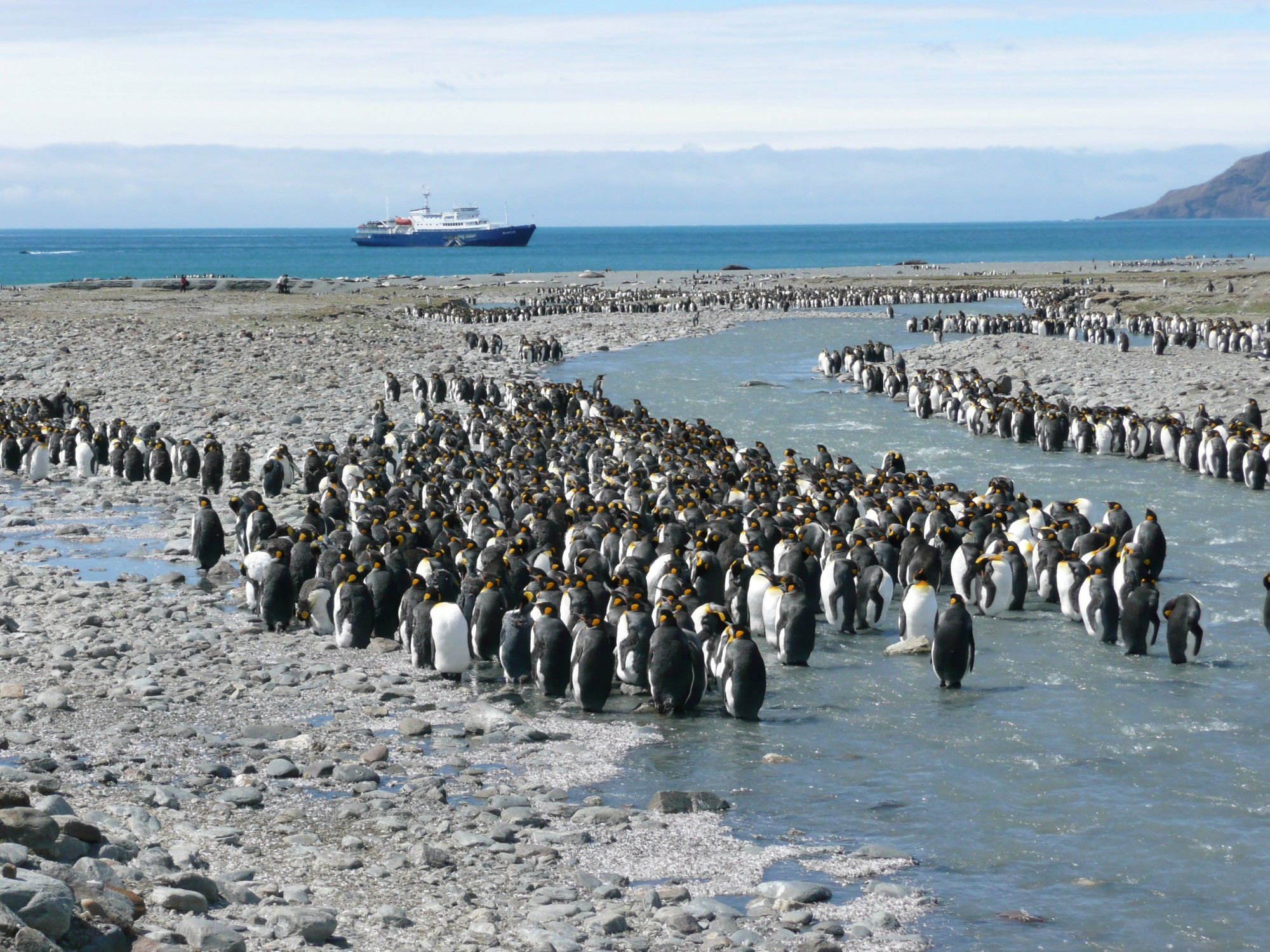 King penguin colony, South Georgia