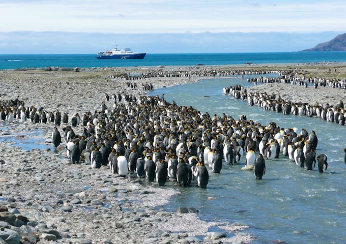 King penguin colony, South Georgia