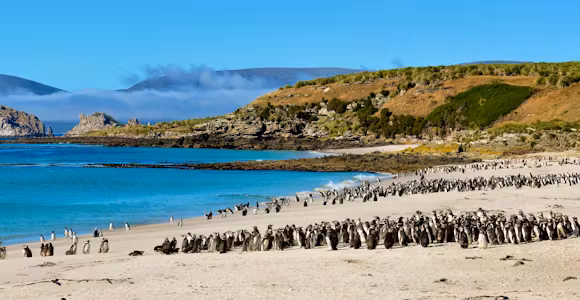 A colony of Magellanic penguins on a sandy beach at Carcass Island, Falkland Islands