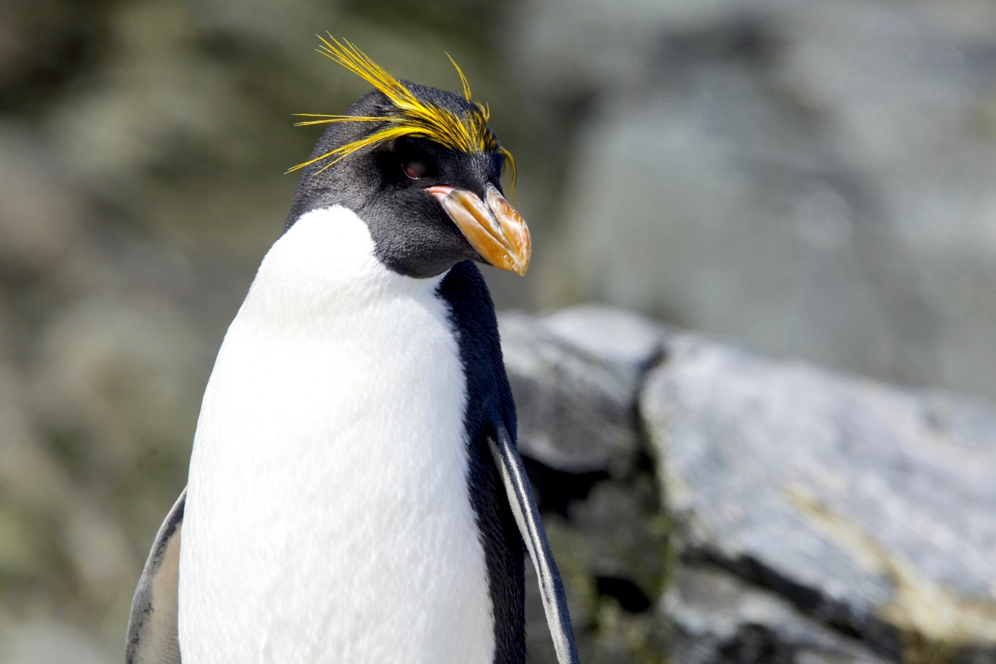 Macaroni penguin, South Georgia